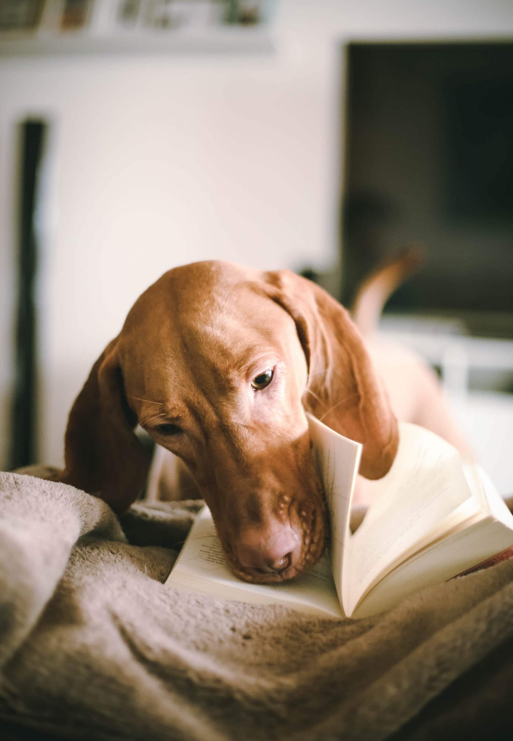 dog-and-book